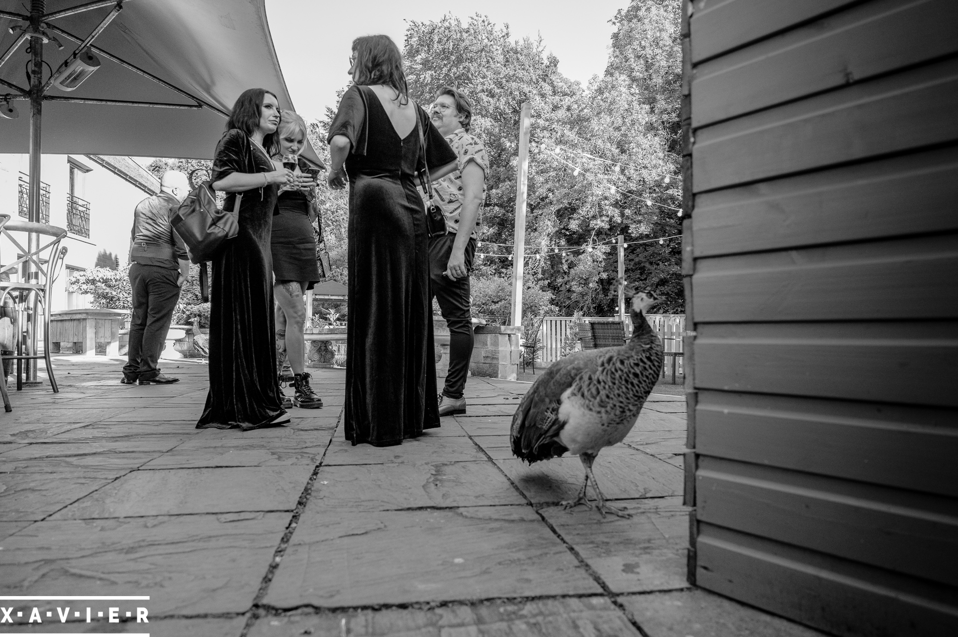 peacock walks past the bridesmaids